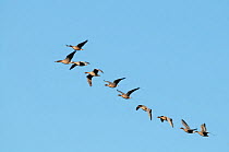Pink-footed geese (Anser brachyrynchus) flock in flight in line formation, Norfolk, UK, January