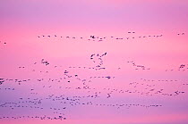 Pink-footed geese (Anser brachyrynchus) flocks in flight leaving overnight roost at dawn, the Wash, Snettisham, Norfolk, UK, January