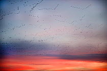 Pink-footed geese (Anser brachyrynchus) flocks in flight leaving overnight roost at dawn, the Wash, Snettisham, Norfolk, UK, January. 2020VISION Exhibition. 2020VISION Book Plate.