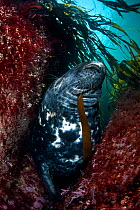 Large bull (male) Grey seal (Halichoerus grypus) chewing on a blade of kelp, resting between boulders, off Lundy Island, Devon, UK, June