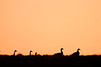 Silhouette at dusk of Pink-footed geese (Anser brachyrynchus) in sugar beet field, Norfolk, UK, January