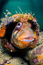 Tompot blenny (Parablennius gattorugine) in bright summer mating colours, peering out from his home in a discarded tube, where he was guarding his eggs (not visible in this photo), Swanage Pier, Dorse...