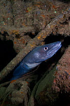 Conger eel (Conger conger) sheltering within the wreck of the Fleur De Lys, Swanage, Dorset, UK, July