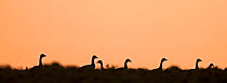 Silhouette at dusk of Pink-footed geese (Anser brachyrynchus) in sugar beet field, Norfolk, UK, January