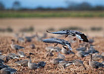 Flock of Pink-footed geese (Anser brachyrynchus) landing at and feeding on potato field, Norfolk,UK, October