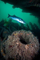 Seabass (Dicentrarchus labrax) swimming through the wreck of the Fleur De Lys, Swanage, Dorset, UK, July
