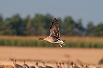 Pink-footed goose (Anser brachyrynchus) taking off from potato field, Norfolk, UK, October