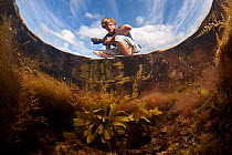 View up through tidepool of 2020Vision young photographer, Bertie Gregory, Falmouth, Cornwall, UK, July 2011. Model released. Did you know? Life isnt easy in a rock pool! Animals here must deal with c...
