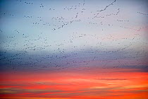 Large flock of Pink-footed geese (Anser brachyrynchus) flying from overnight roost at dawn, The Wash, Snettisham, Norfolk, UK, January