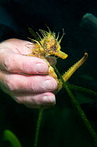 Researcher holding a Yellow / Spiny seahorse (Hippocampus guttulatus), Studland Bay, Dorset, UK, August. Model released