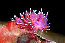 Nudibranch (Flabellina pedata) gliding over a red sponge, Selsey, West Sussex, UK, May