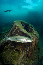 Brown trout (Salmo trutta) swimming past a submerged tree stump in a freshwater lake, Capernwray, Lancashire, UK, July.