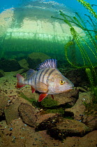 Perch (Perca fluviatilis) in flooded quarry with buildings visible above, Stoney Cove, Stoney Stratford, Leicestershire, UK, December