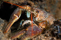 White-clawed crayfish (Austropotamobius pallipes) the endangered native crayfish species of the UK,  Stoney Cove, Leicestershire, UK, December