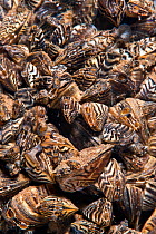 Colony of Zebra mussels (Dreissena polymorpha) in flooded quarry, a non-native, invasive species, Stoney Cove, Stoney Stratford, Leicestershire, UK, December
