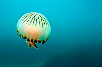 Compass jellyfish (Chrysaora hysoscella) swimming over a rocky reef, Plymouth, Devon, UK, August. Did you know? Compass jellyfish change gender throughout their lives, starting off male, and later bec...