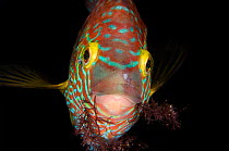 Corkwing wrasse (Symphodus / Crenilabrus melops) male carrying seaweed in mouth to build his nest, Swanage Pier, Dorset, UK, May