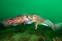 Common cuttlefish (Sepia officinalis) mating pair, male (on right) transfering sperm to female by wrapping his arms around her face and depositing a sac of sperm into her spermatheca, a pouch beneath...