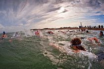 Triathalon swimmers, benefit from the good water quality of Southampton Water, The Solent, Hampshire, UK, July 2009