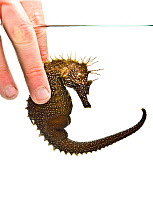 An adult female captive Yellow / Spiny seahorse (Hippocampus guttulatus) being handled by keeper, Weymouth Sealife Centre, Dorset, England, UK.