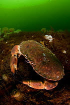 Edible crab (Cancer pagurus) on seabed of sealoch, with anemones in the background, Loch Fyne, Argyll and Bute, Scotland, UK, June