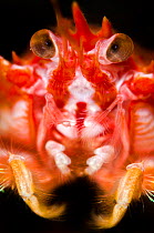 Long-clawed squat lobster (Munida rugosa) portrait, Loch Fyne, Argyll and Bute, Scotland, UK, June