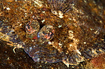 Topknot (Zeugopterus punctatus) flatfish camouflaged on seabed, Loch Fyne, Argyll, Scotland, UK, June