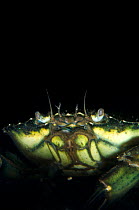 Common shore crab (Carcinus maenas) in the dark waters of Loch Fyne, Argyll, Scotland, UK, June