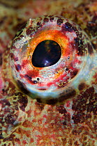 Close up of eye of Sea scorpion / scorpionfish (Taurulus bubalis) Loch Fyne, Argyll and Bute, Scotland, UK, June