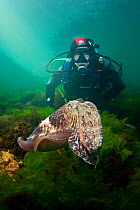 Diver observing a Common cuttlefish (Sepia officinalis) Babbacombe Bay, Devon, UK, April.