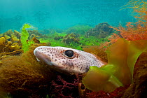 Lesser spotted catshark / Dogfish shark (Scyliorhinus canicula) hiding amongst seaweeds, Babbacombe Bay, Devon, UK, April. Did you know? There are at least 21 native British sharks.