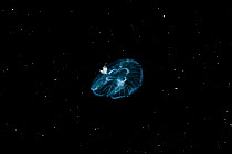 Planktonic amphipod (Parathemisto sp.) hitchhiking on common moon jellyfish (Aurelia aurita) in open water, St Abbs, Berwickshire, Scotland, April