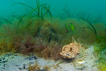 Sea scoropion / scorpionfish (Taurulus bubalis) on edge of an Eelgrass (Zostera marina) meadow (overgrown with filamentous algae), Studland Bay, Dorset, UK, May