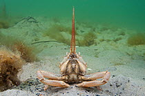 Masked crab (Corystes cassivelaunus) on sandy seabed, Studland Bay, Dorset, UK, May