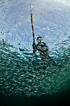 Spear fisherman swimming through a school of Sand eels (Ammodytes tobianus) Rosehearty, Moray Firth, Scotland, UK