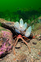 Long-clawed squat lobster (Munida rugosa) sheltering in small cave beneath Sea squirts on rocky reef, Loch Fyne, Argyll and Bute, Scotland, UK, April