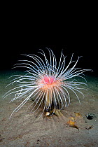 Fireworks anemone (Pachycerianthus multiplicatus) extends out of the muddy seabed in the calm waters of the upper reaches of a Scottish sea loch. Loch Duich, Ross and Cromarty, Scotland, UK, April