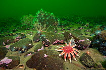 Common sunstar (Crossaster papposus), brittlestars and sealoch anemones form a typical undersea community in a Scottish sea loch, Loch Duich, Ross and Cromarty, Scotland, UK, April 2011