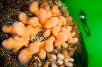 Colourful deadman's fingers (Alcyonium digitatum) a type of soft coral, growing on a wall in Conservation Bay, Loch Carron, Scotland, UK, April. Model released.