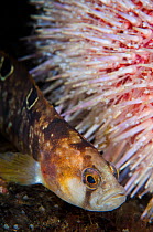Butterfish (Pholis gunnellus) beside Sea urchin (Echinus esculentus) Loch Carron, Ross and Cromarty, Scotland, UK, April