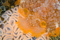 Large nudibranch (Tritonia hombergi) with eggs. The eggs are from this species of nudibranch and the adult seems to be feeding on them, which is unusual. The adult may have just laid the eggs and may...