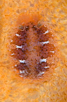 Nudibranch (Tritonia hombergi) feeding on soft coral Dead man's fingers (Alcyonium digitatum)  Loch Carron, Scotland, UK, April