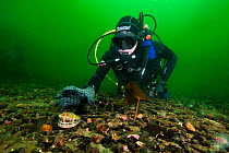 Diver collecting Queen scallop (Aequipecten / Chlamys opercularis). Note this shot was posed and the scallop was never actually touched. Loch Carron, Ross and Cromarty, Scotland, UK, April.