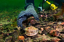 Diver collecting Queen scallop (Aequipecten  / Chlamys opercularis). Note this shot was posed and the scallop was never actually touched. Loch Carron, Ross and Cromarty, Scotland, UK, April.