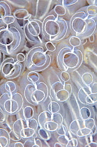Light-bulb sea squirts (Clavelina lepadiformis), a colonial filter feeding invertebrate, Shetland Islands, Scotland, UK, June