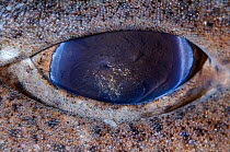 Detail of the eye of Dogfish / Lesser spotted catshark (Scyliorhinus canicula) Shetland Islands, Scotland, UK, June