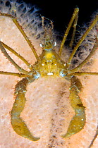 Long legged spider crab (Macropodia rostrata) on Dead man's fingers (Alcyonium digitatum). Loch Carron, Ross and Cromarty, Scotland, UK, April