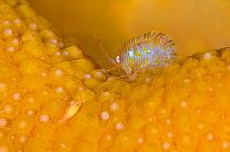 A tiny amphipod (Iphimedia obesa) living on Dead man's fingers soft coral (Alcyonium digitatum) Loch Carron, Ross and Cromarty, Scotland, UK, April.