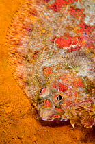 Norwegian topknot (Phrynorhombus norvegicus) flatfish showing bright colours as it attempts to remain camouflaged on the rusting shipwreck of the MV Pionersk (a Russian fish factory ship). Ness of Tre...