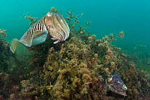 Pair of Common cuttlefish (Sepia officinalis), male above, during spring spawning season, This pair have already mated and the male is guarding the female (from other males) as she lays her eggs with...
